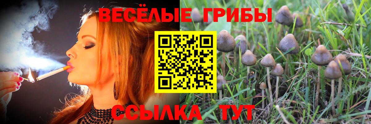 Лосино-Петровский  Псилоцибиновые грибы GOLDEN TEACHER  Псилоцибиновые грибы GOLDEN TEACHER  Вход с VPN 